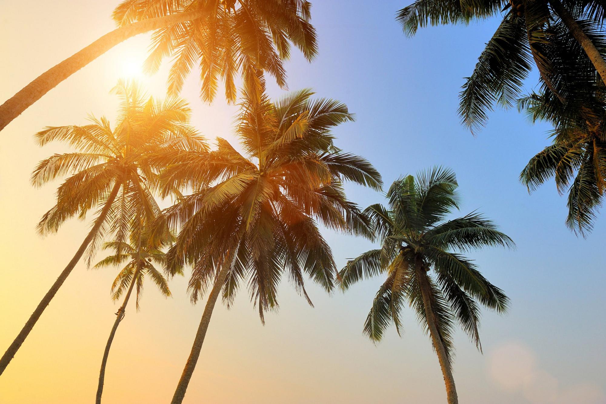 Palm Trees